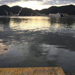 ウルメイワシ×10〜15センチ×30匹