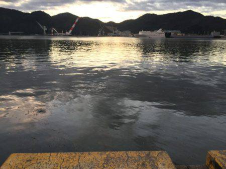 ウルメイワシ×10〜15センチ×30匹