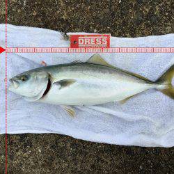 青物おったなぁ、、、