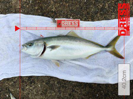 青物おったなぁ、、、