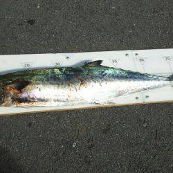 武庫川一文字でサワラ83cm