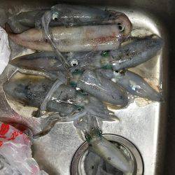 アオリとケンサキ