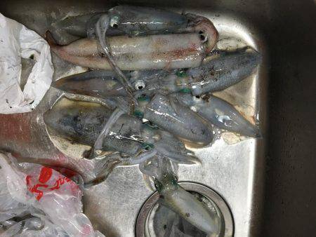 アオリとケンサキ