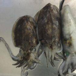 水潮渋々でした