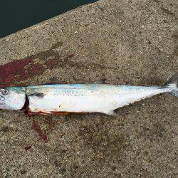 初ハマチ、初アコウ