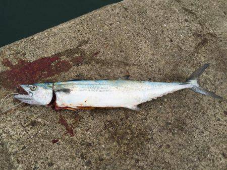 初ハマチ、初アコウ