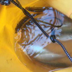 子供とサビキ釣り