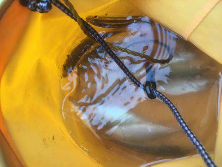 子供とサビキ釣り