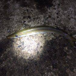 竹野新堤防でエギングその他