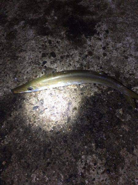 竹野新堤防でエギングその他