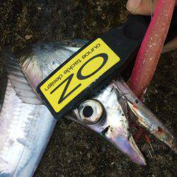 悪天候でもタチウオ