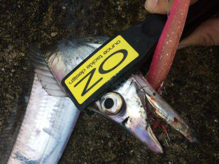 悪天候でもタチウオ