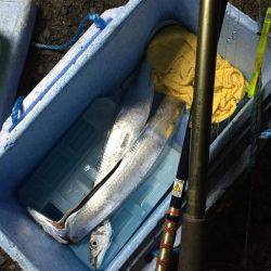 タチウオ夕まずめ勝負