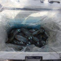 アオリイカ爆釣