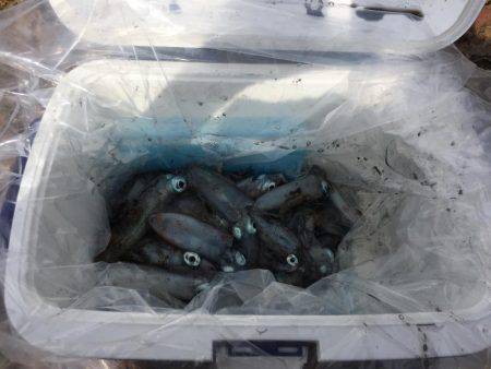 アオリイカ爆釣