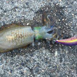 苦戦しましたが…