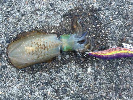 苦戦しましたが…