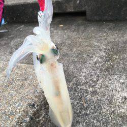 エギングは楽し