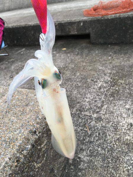 エギングは楽し