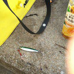 夕方に粘ってサゴシ