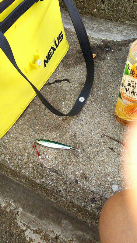 夕方に粘ってサゴシ