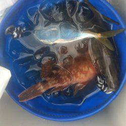 ポーアイ赤灯台でマアジとガシラ