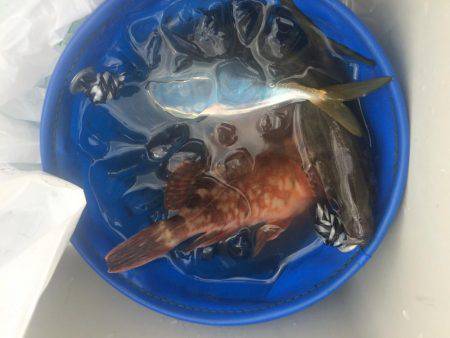 ポーアイ赤灯台でマアジとガシラ