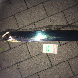 初メーターオーバー