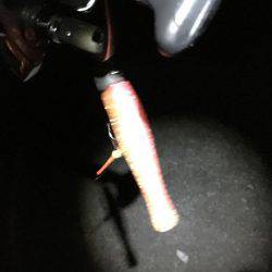 タチウオ復活in貝塚人工島