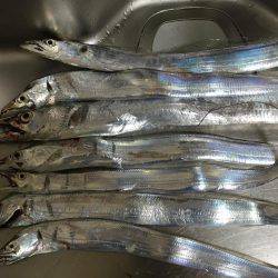 夕まずめタチウオ連発