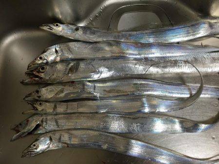 夕まずめタチウオ連発