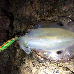 渋い渋い夕マヅメエギング