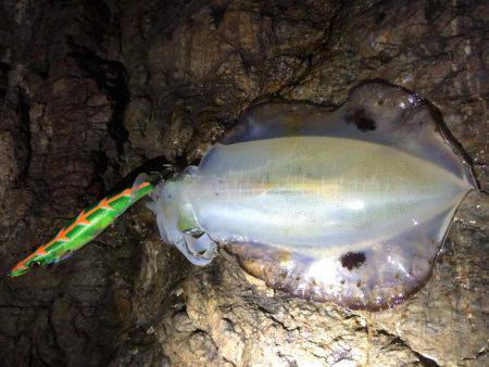 渋い渋い夕マヅメエギング