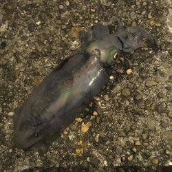 寄り道エギング