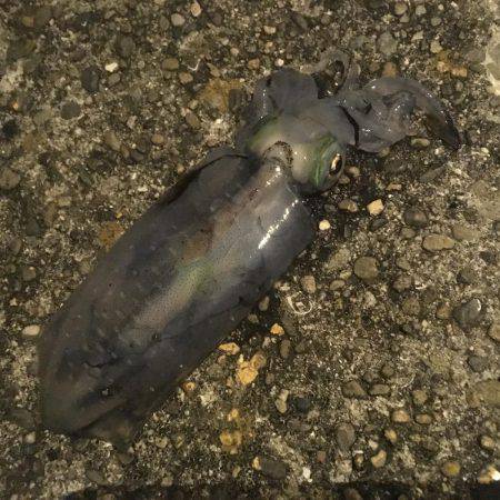 寄り道エギング