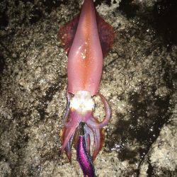 台風後の濁り…