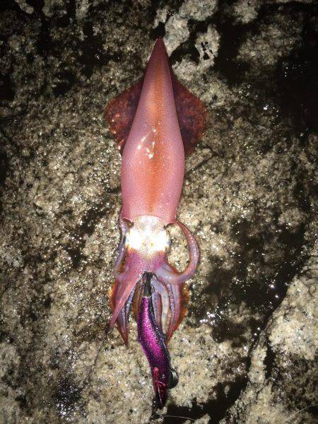 台風後の濁り…