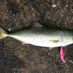 ナブラびっしり