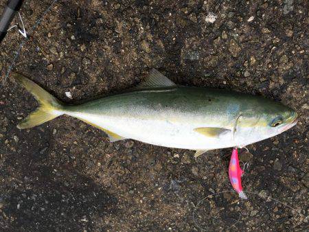 ナブラびっしり