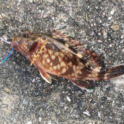 初ライトショアジギング‼️