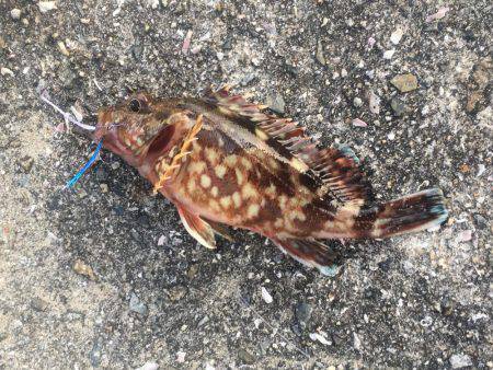 初ライトショアジギング‼️