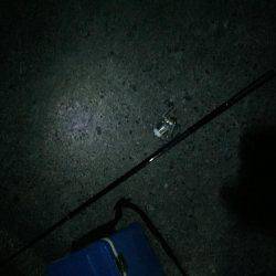 エギングのはずが…