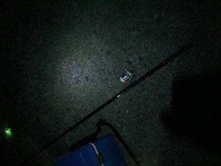 エギングのはずが…