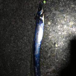 ショアジギング