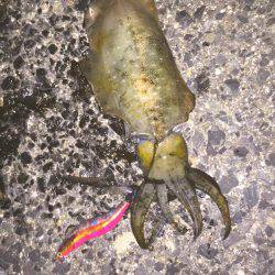 シブかったです