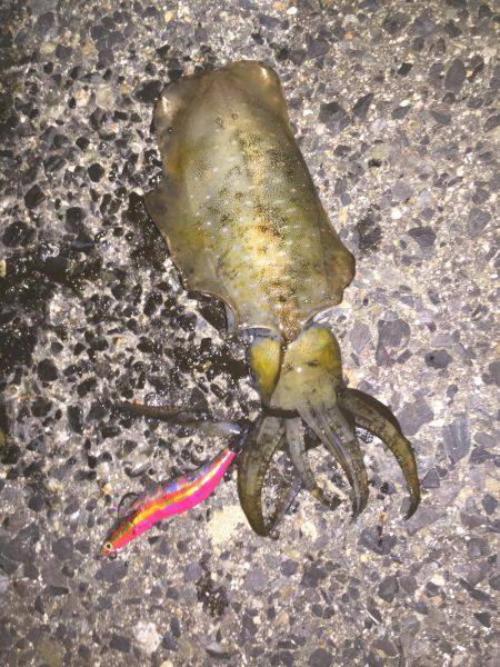 シブかったです