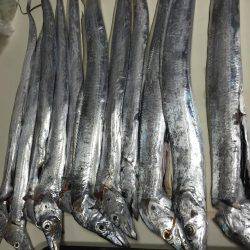 シイラのラストチャンス？