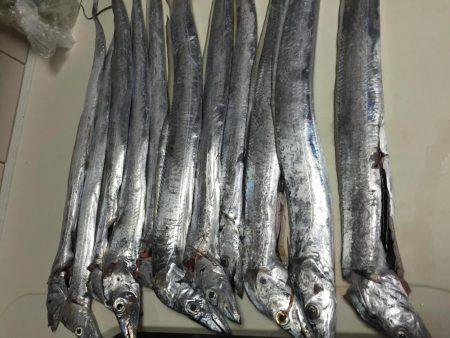 シイラのラストチャンス？