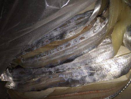 短時間ワインド釣行