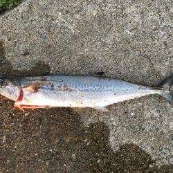 サゴシわいてます。